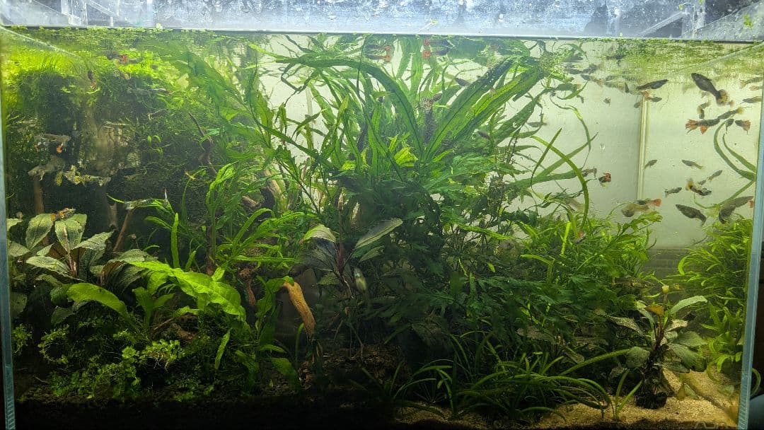 ミクロソリウム本ナロー120葉以上の大株とウィローモスが自然活着したADAの流木