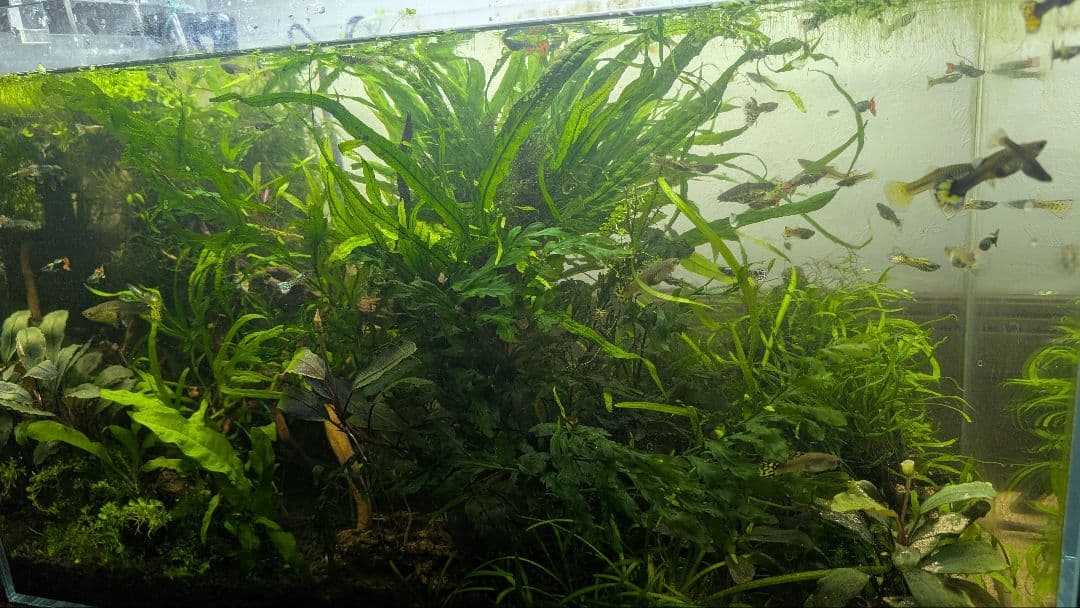 ミクロソリウム本ナロー120葉以上の大株とウィローモスが自然活着したADAの流木