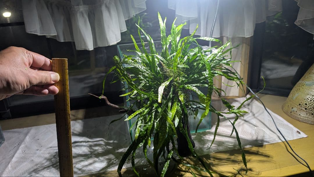 ミクロソリウム本ナロー120葉以上の大株とウィローモスが自然活着したADAの流木