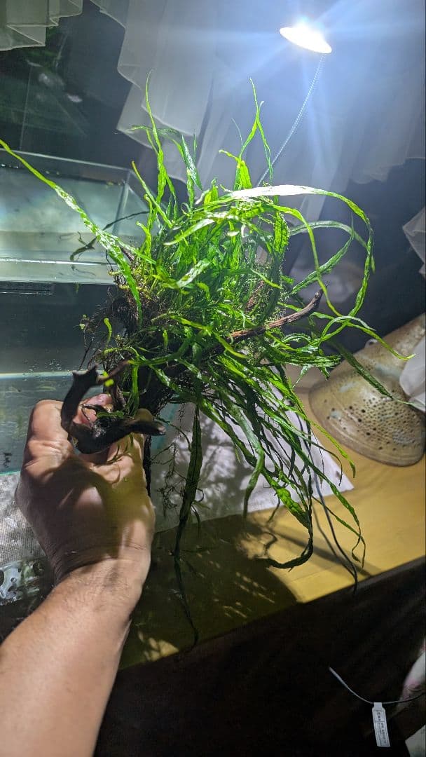 ミクロソリウム本ナロー120葉以上の大株とウィローモスが自然活着したADAの流木