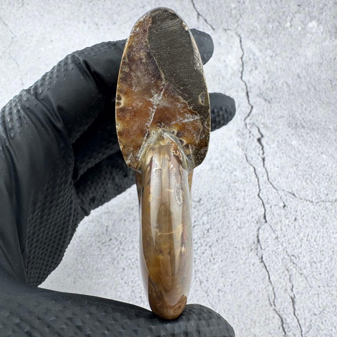 G-79天然アンモナイト原石　游色多色アンモナイト化石 天然石　コレクション標本