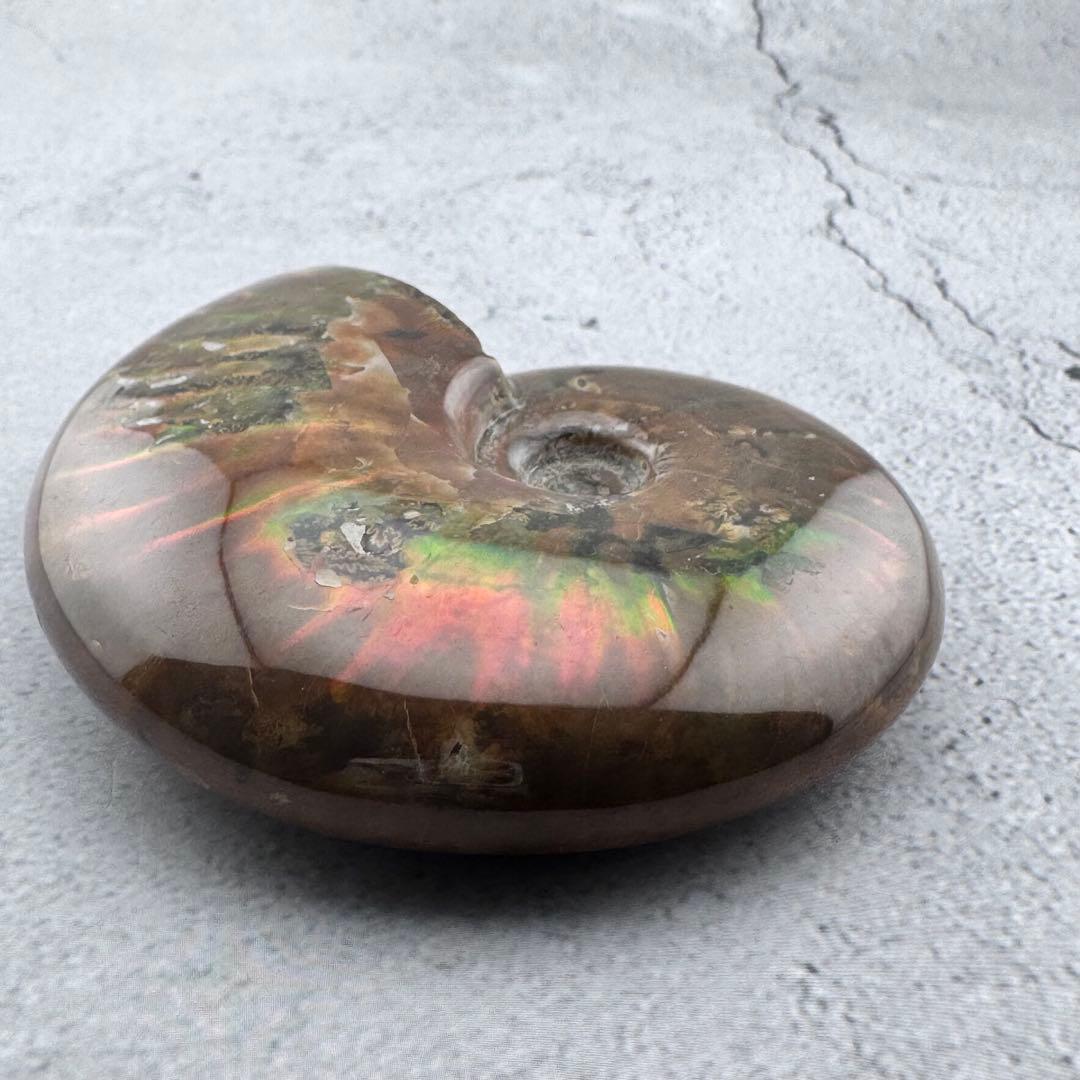 G-79天然アンモナイト原石　游色多色アンモナイト化石 天然石　コレクション標本