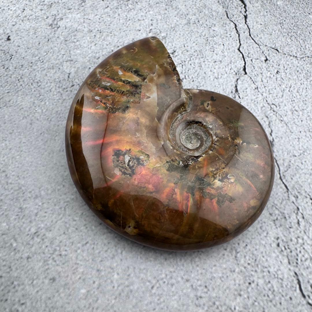 G-79天然アンモナイト原石　游色多色アンモナイト化石 天然石　コレクション標本