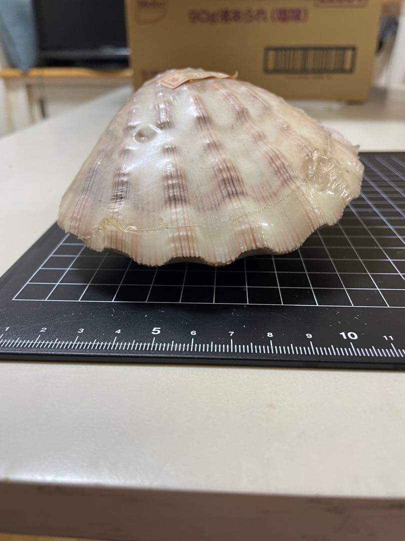 貝殻　標本　何貝かなm(._.)m