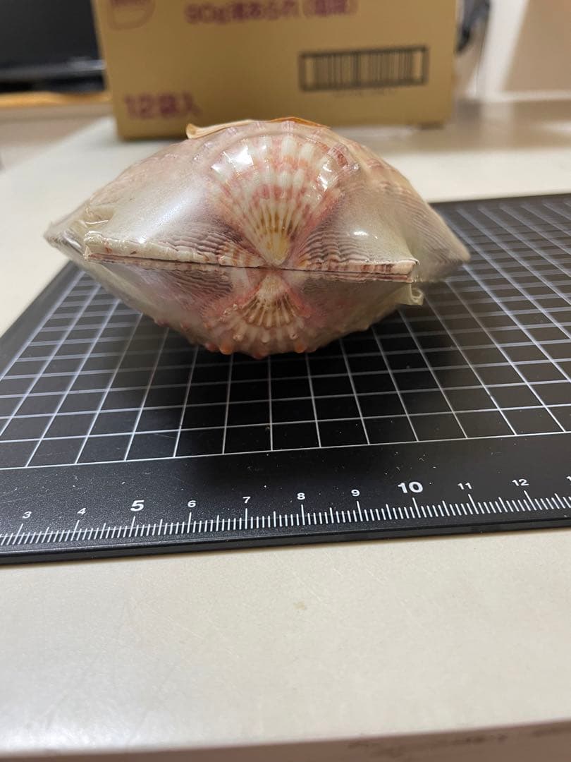 貝殻　標本　何貝かなm(._.)m
