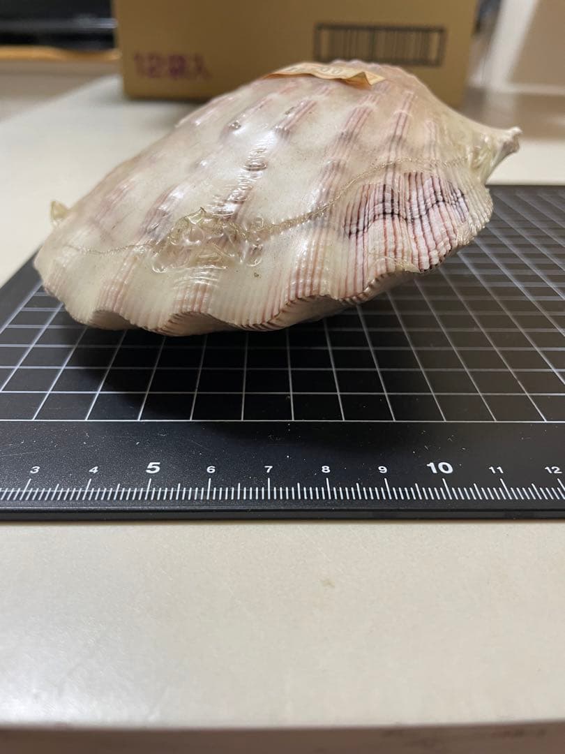 貝殻　標本　何貝かなm(._.)m