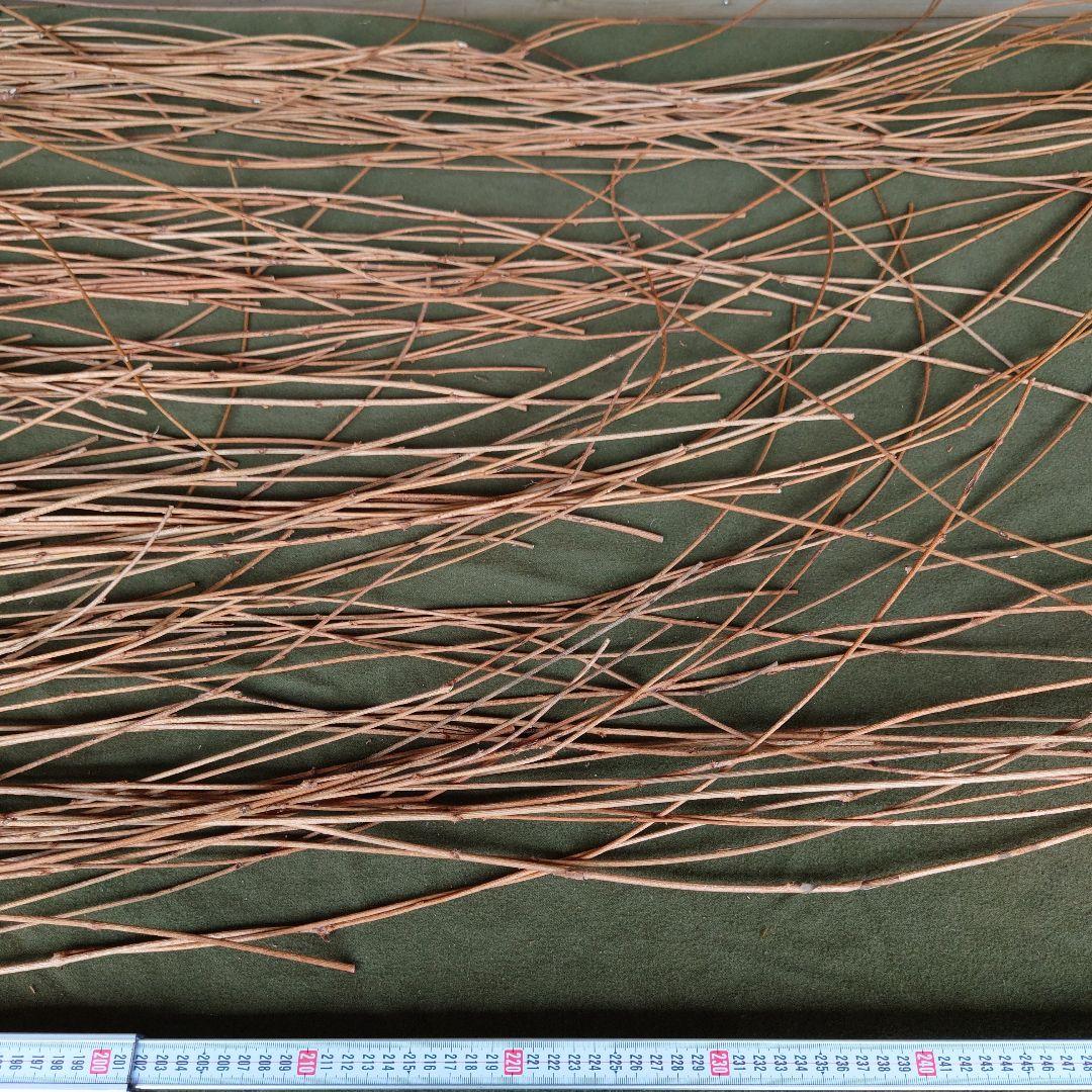 アケビの蔓(根蔓ランナー)