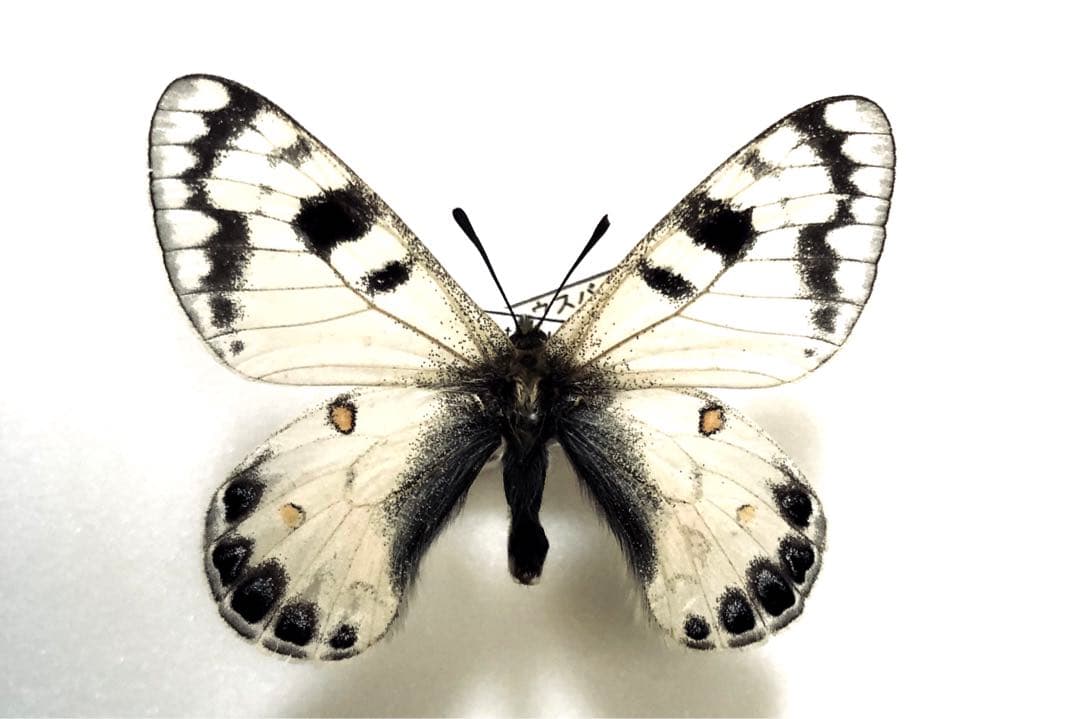 ねこねこ様リクエスト品！蝶標本　ロキシャスウスバ　ペア