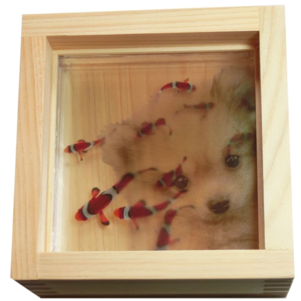 ポメラニアン 犬 イヌ いぬ クマノミ ぽぽち ペット 動物 アート プレゼント