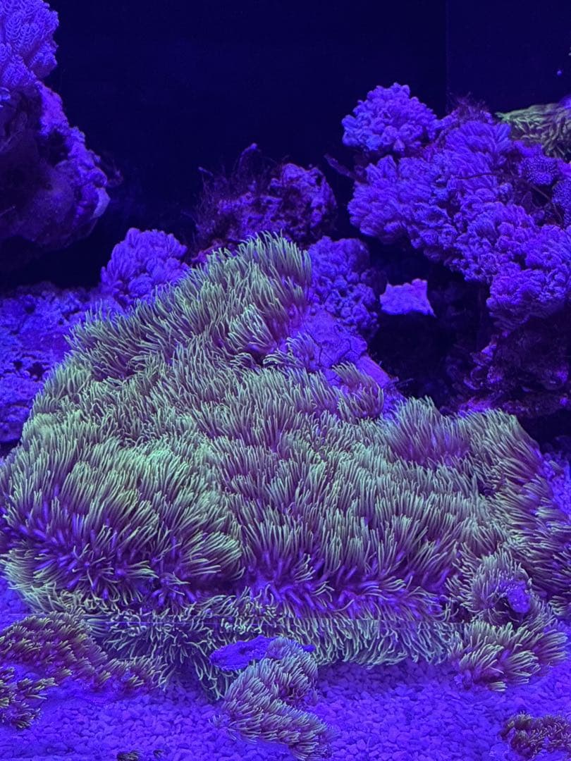 スターポリプ大