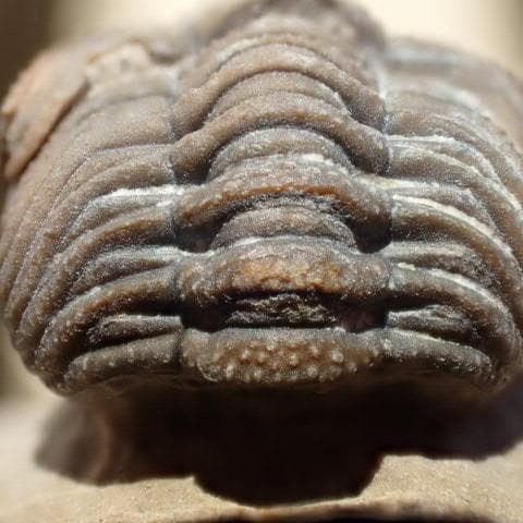 三葉虫の化石 美麗 モロッコ産 モロコプス・スピニファー 本物保証