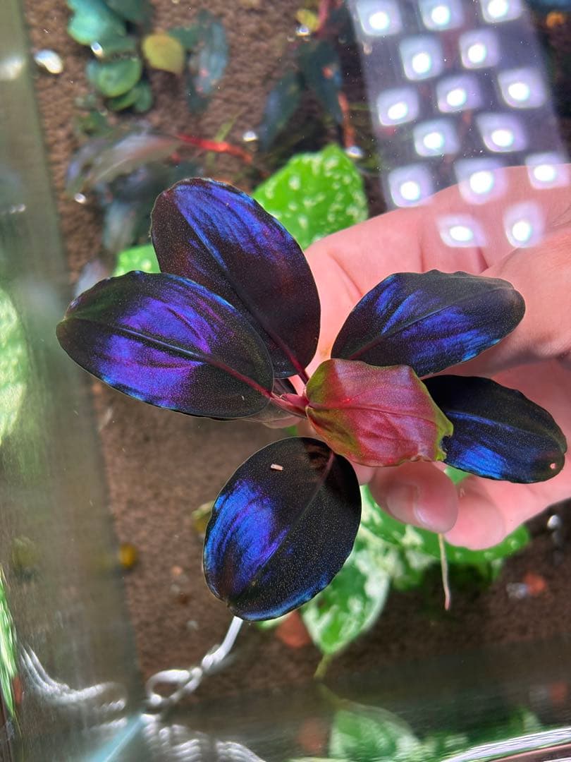 よしおページムーンライト、シルバーパウダー、パープルメタリックミッドナイト