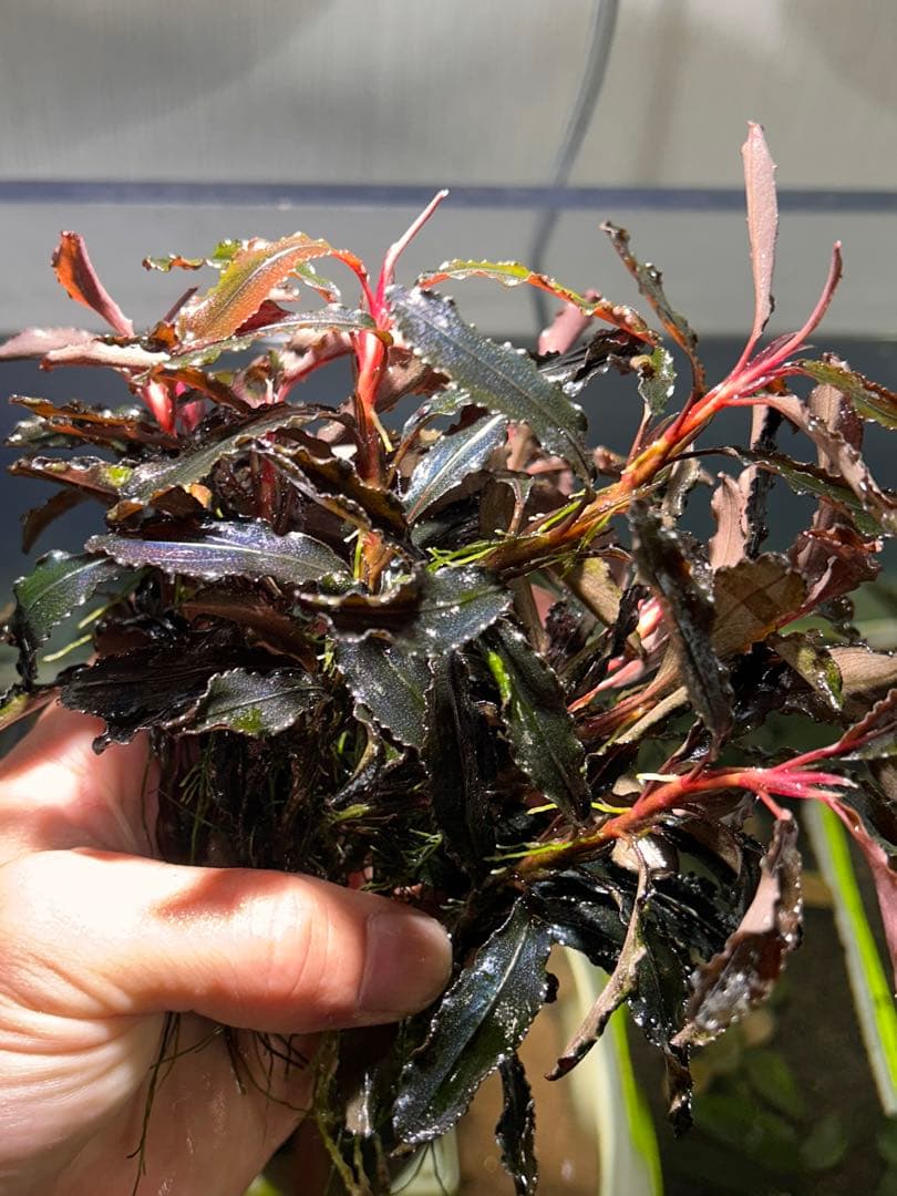 ブセファランドラsp.クダガン 特大10株