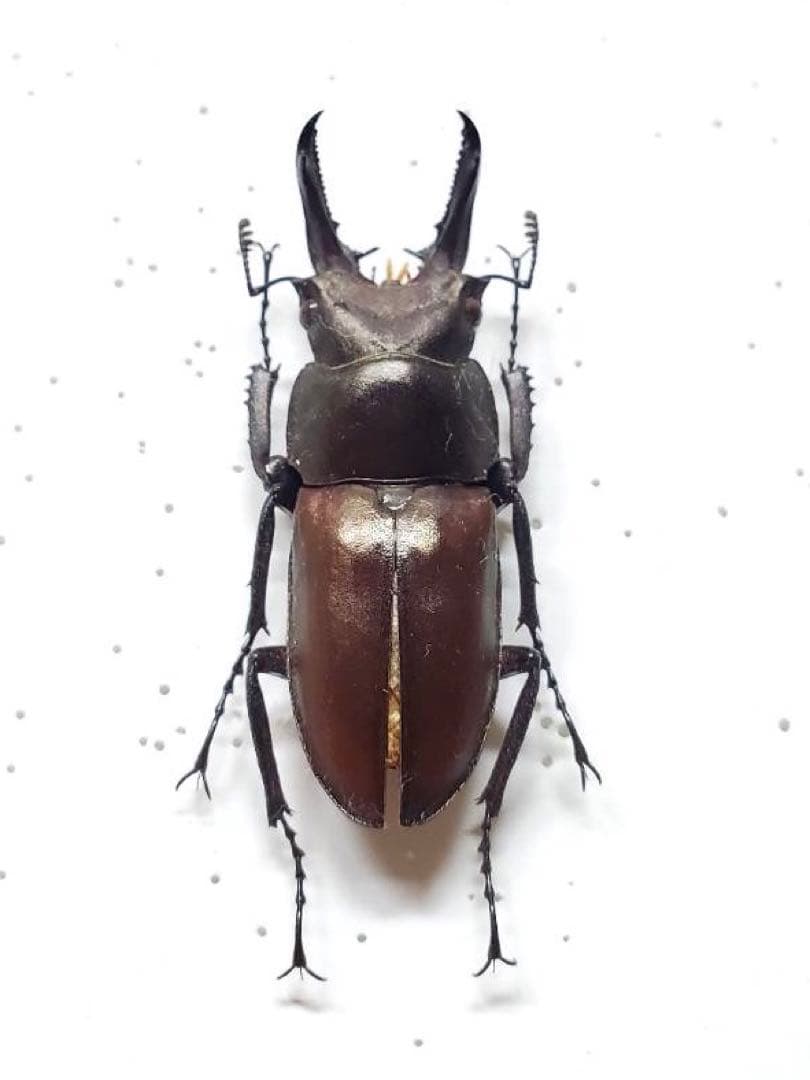 キンオニクワガタ 約35ミリ 野外品標本