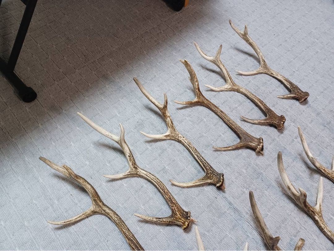 エゾ鹿のツノ　20本