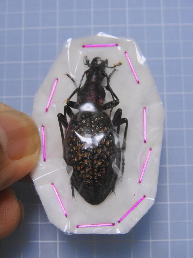 サハリンの美麗ゴミムシ　ペア　37mm 34mm