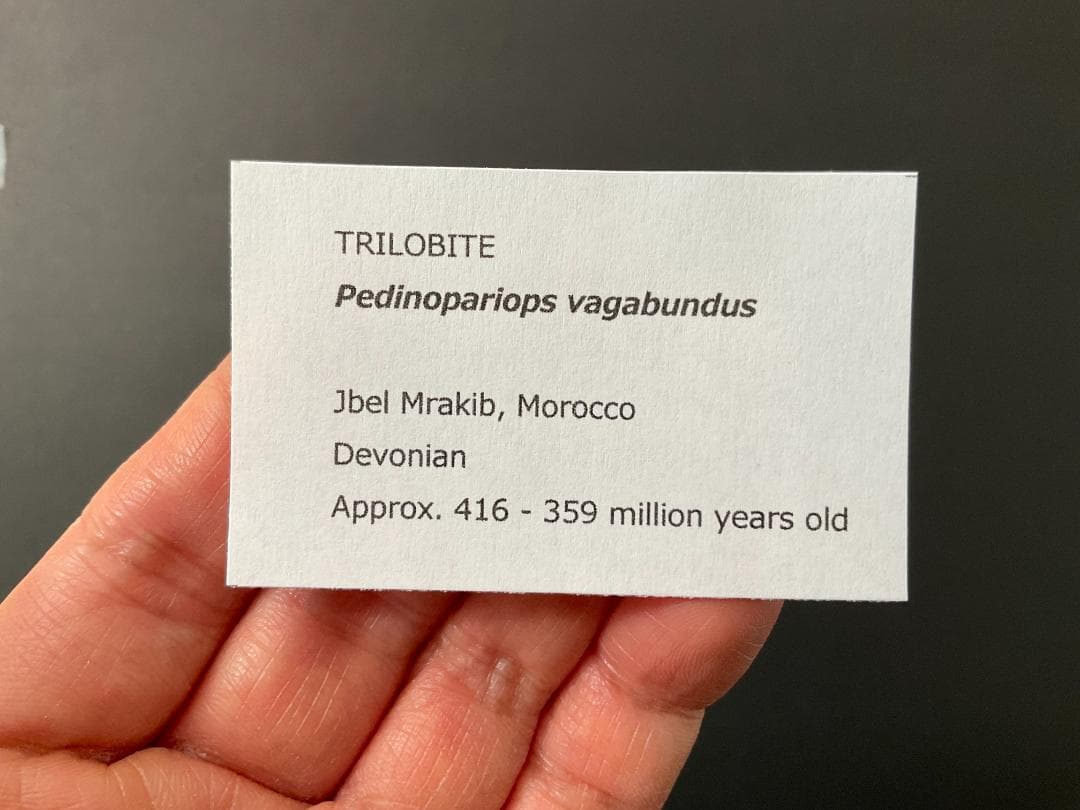 三葉虫 化石 [PH68] ペディノパリオプス 防御態勢 防御姿勢 エンロール