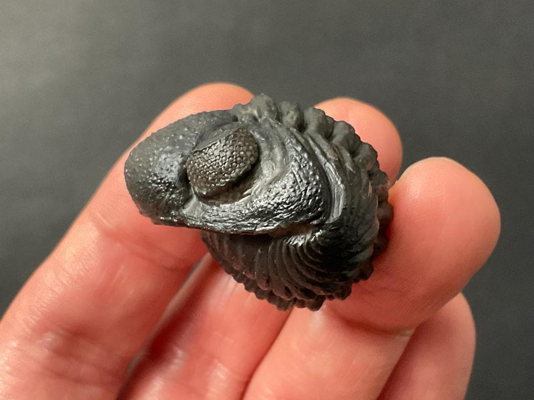 三葉虫 化石 [PH68] ペディノパリオプス 防御態勢 防御姿勢 エンロール