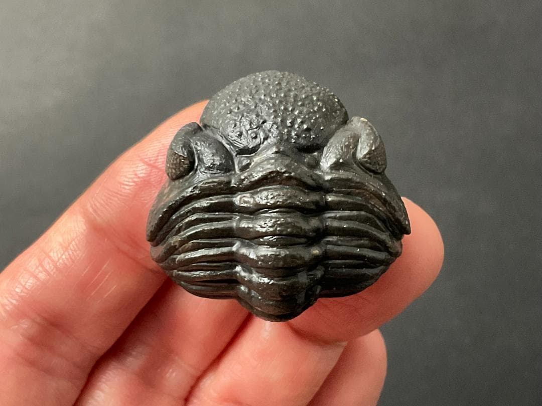 三葉虫 化石 [PH68] ペディノパリオプス 防御態勢 防御姿勢 エンロール