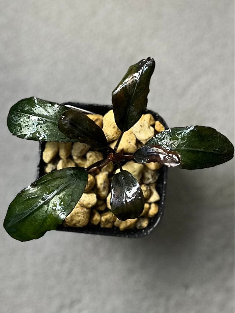 Bucephalandra sp. llic dark red【水の国】