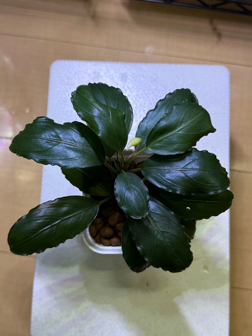 水草 bucephalandra sp. silver gray