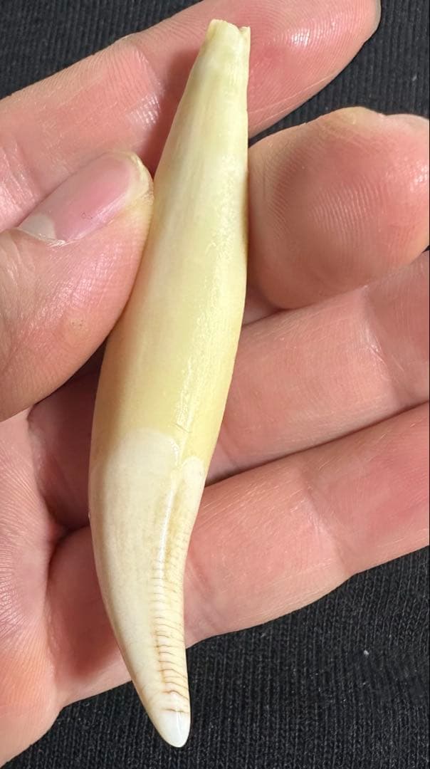 熊牙 牙 キーホルダー ネックレス