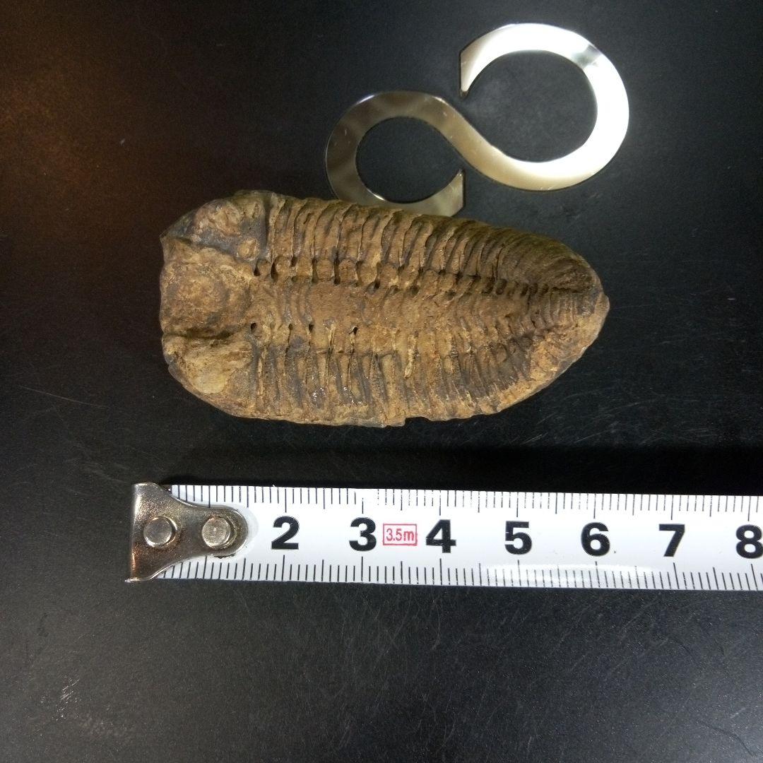 三葉虫　化石　fossil　ボリビア産　trilobite　ノジュール判別⑤