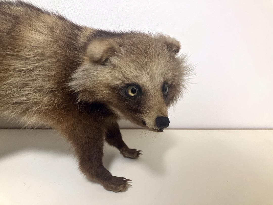 狸の剥製：種の保存法に該当しない動物