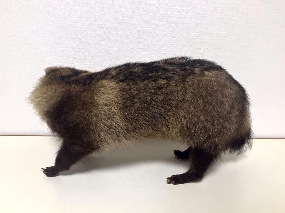狸の剥製：種の保存法に該当しない動物