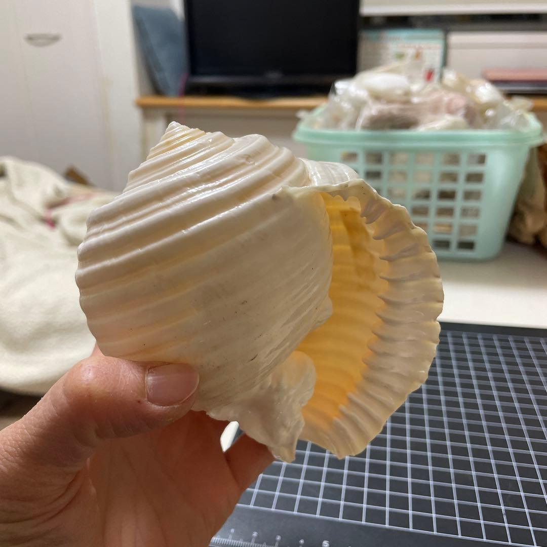 エマイトキワガイ　貝殻　標本