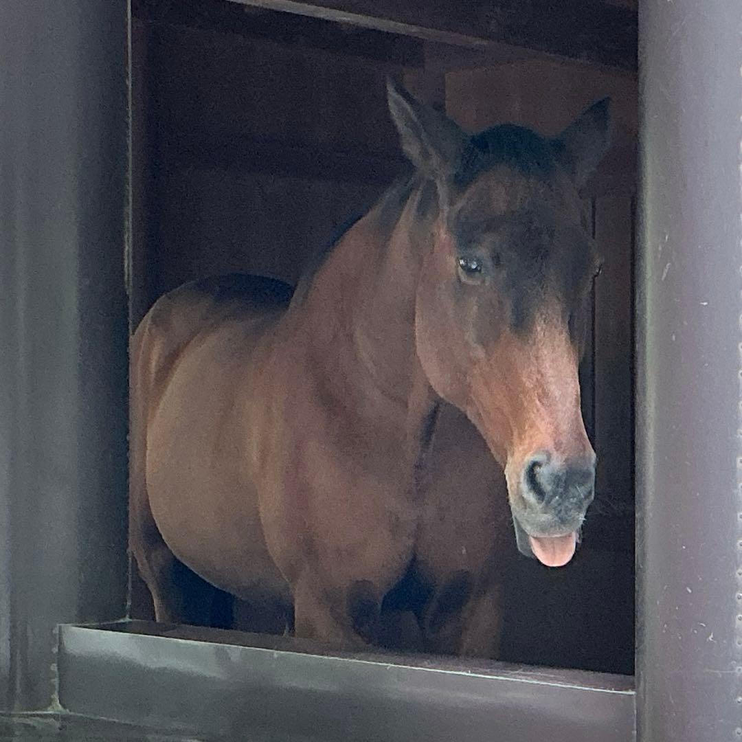 糸魚川翡翠　金山谷　勾玉　1点のみ‼︎