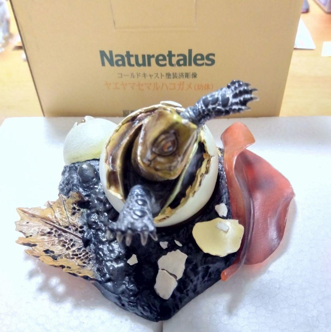 Naturetales セマルハコガメ　幼体フィギュア