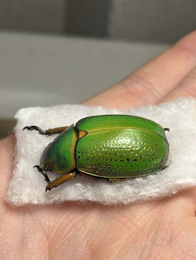 【鶯黄金最高峰】キンモンウグイスコガネ 標本 スペクタビリスウグイスコガネ