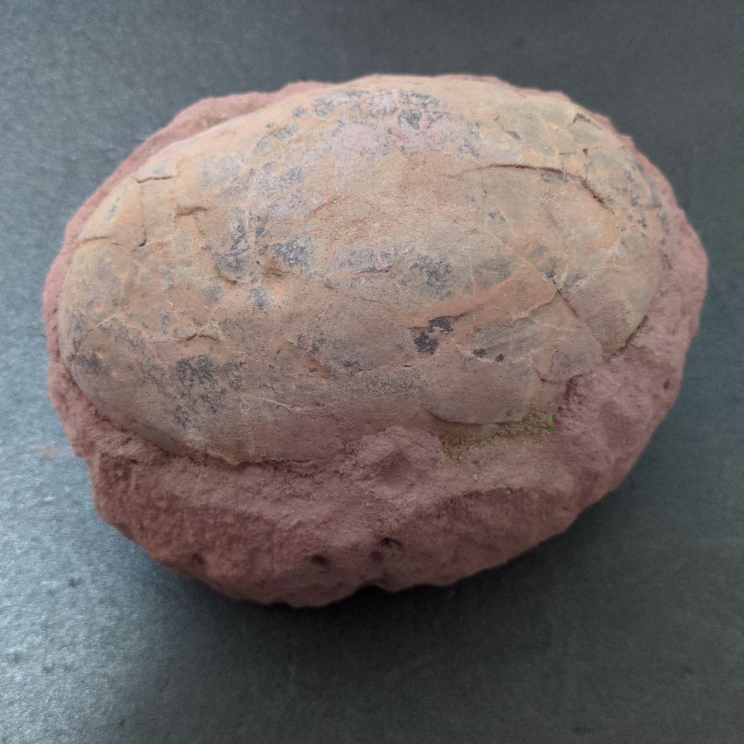 (貴重)　恐竜ハドロサウルスの卵化石　中国　補修あり