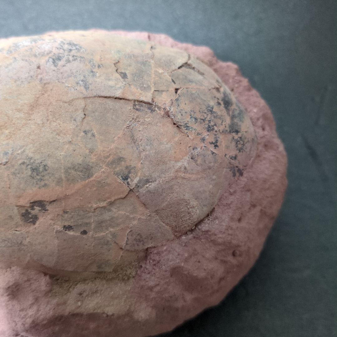 (貴重)　恐竜ハドロサウルスの卵化石　中国　補修あり