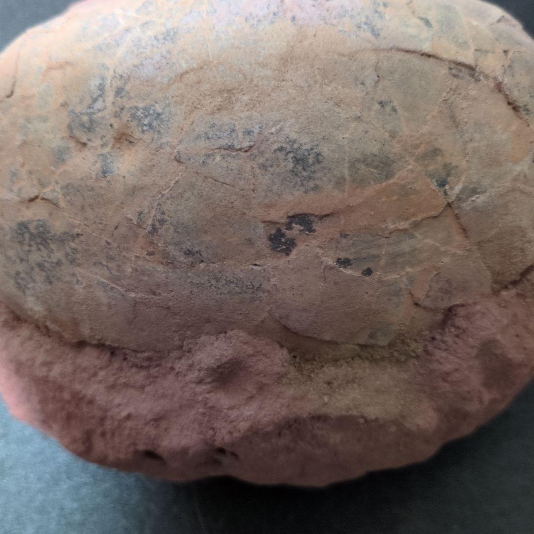 (貴重)　恐竜ハドロサウルスの卵化石　中国　補修あり