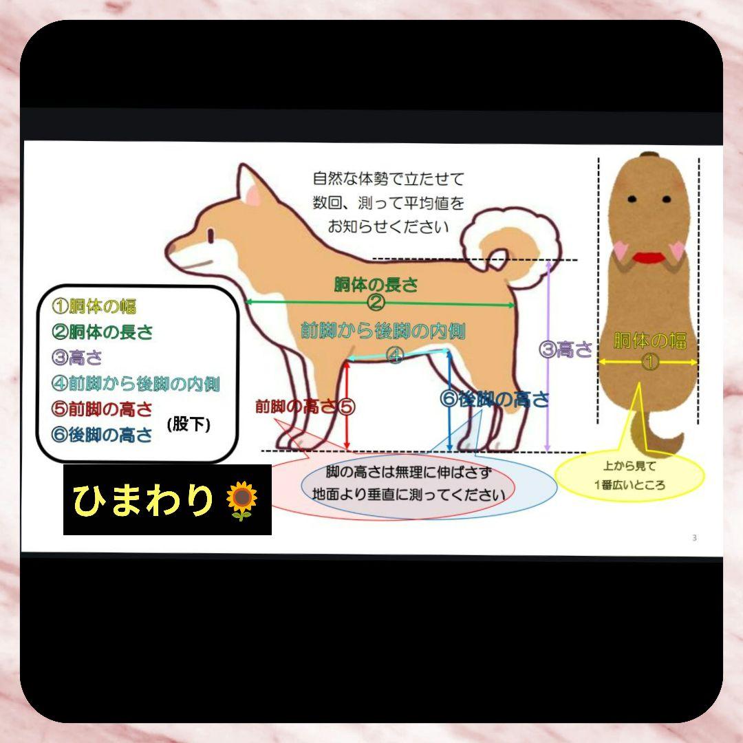 トイプードル4輪　リハビリ　食事補助　犬用車椅子　歩行補助　犬の歩行器