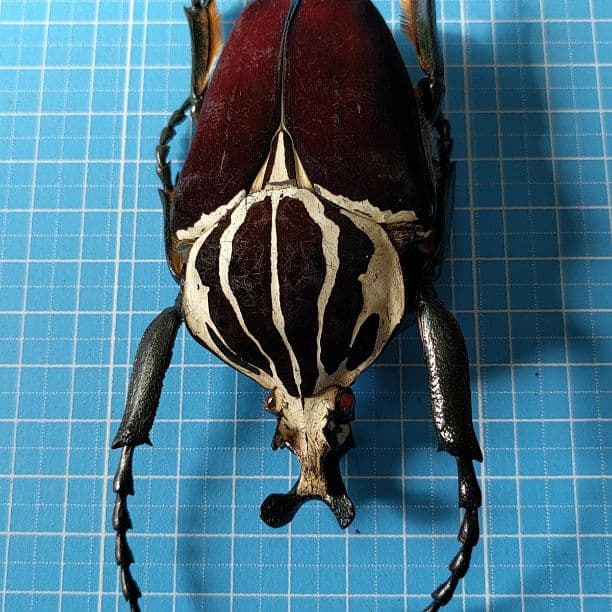 ● コンゴDR 赤道州 ゴライアスオオツノハナムグリ 93mm