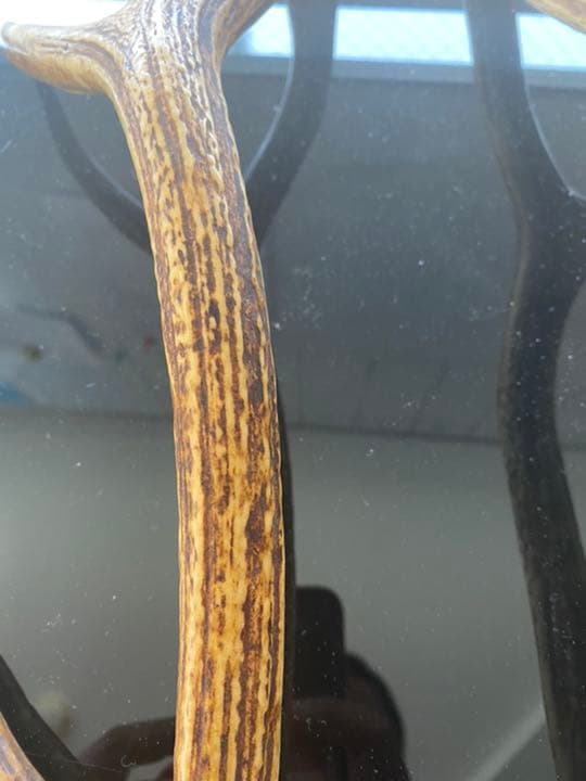 刀など、飾り用鹿の角