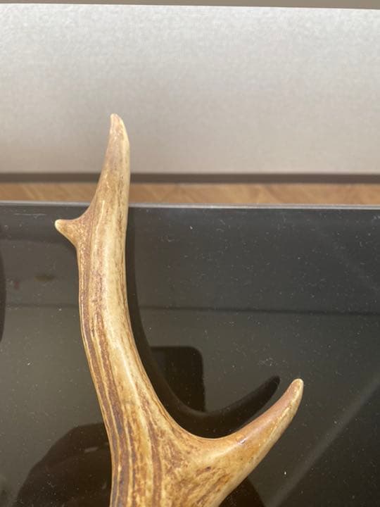 刀など、飾り用鹿の角