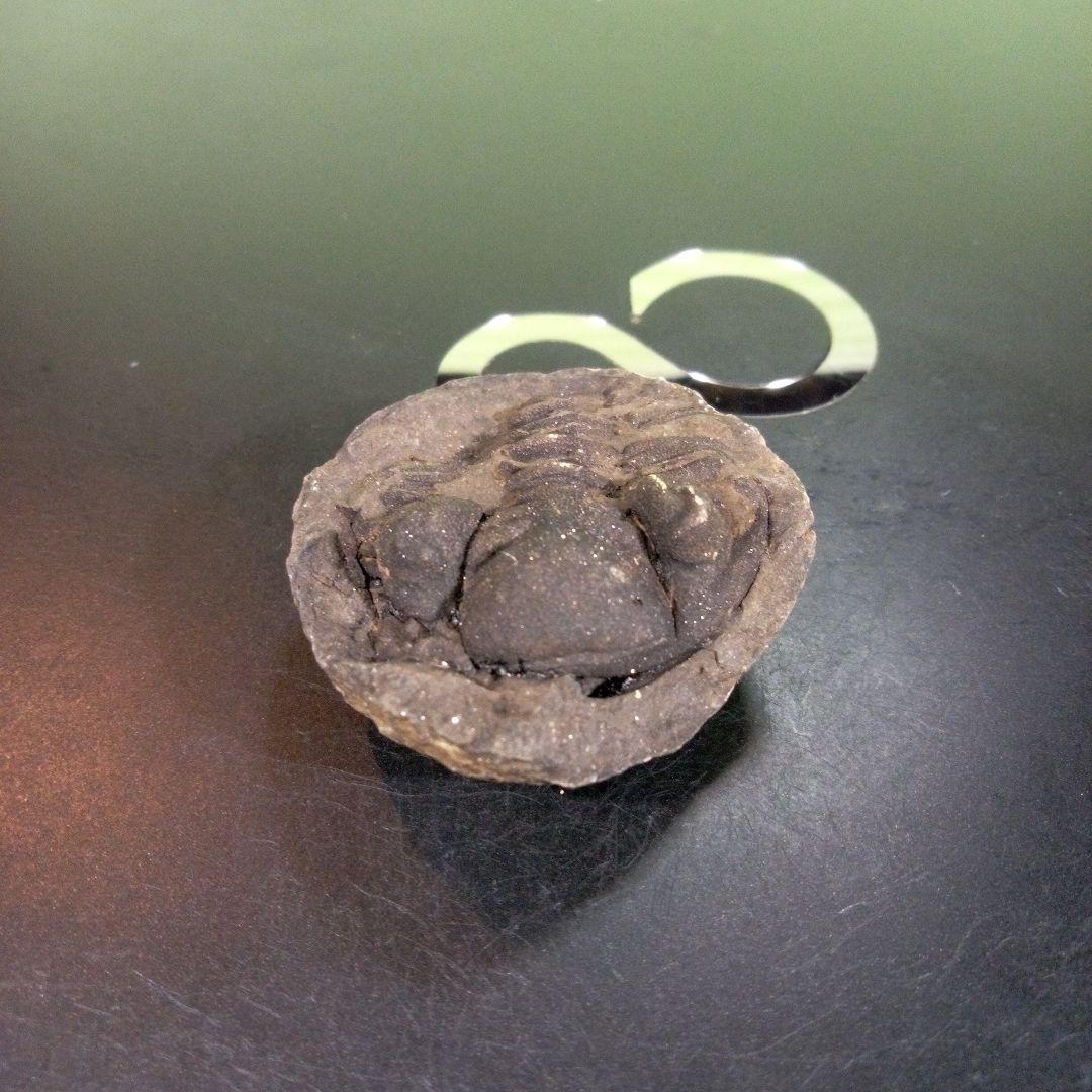 三葉虫　化石　fossil　ボリビア　trilobite　海生動物　三葉虫識別⑥