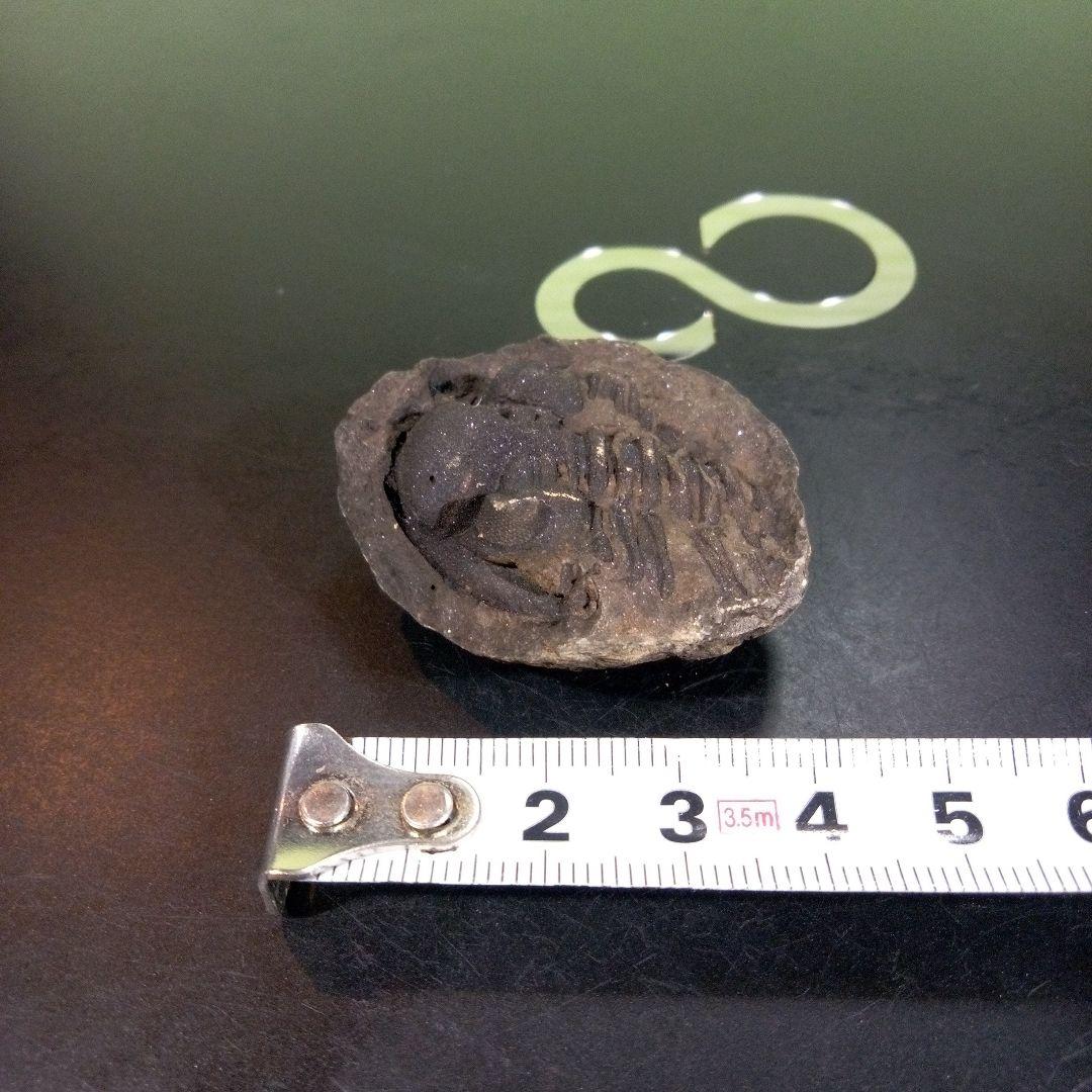 三葉虫　化石　fossil　ボリビア　trilobite　海生動物　三葉虫識別⑥
