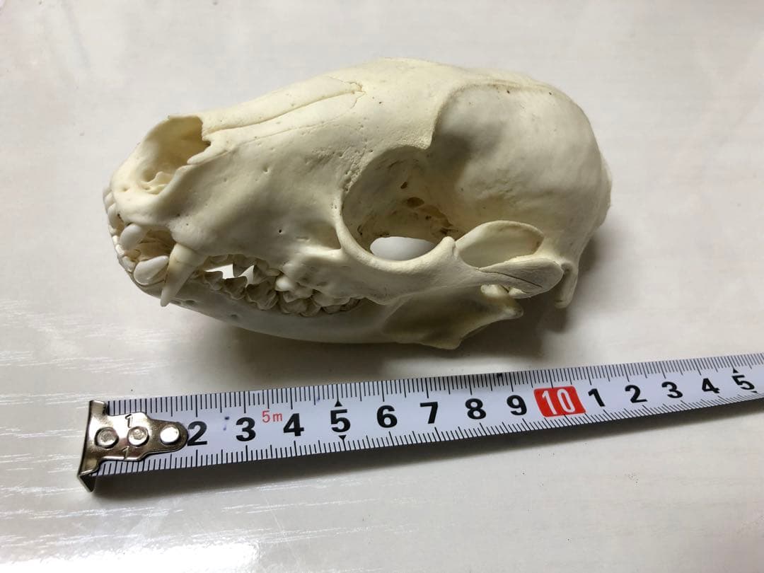 アライグマの頭骨