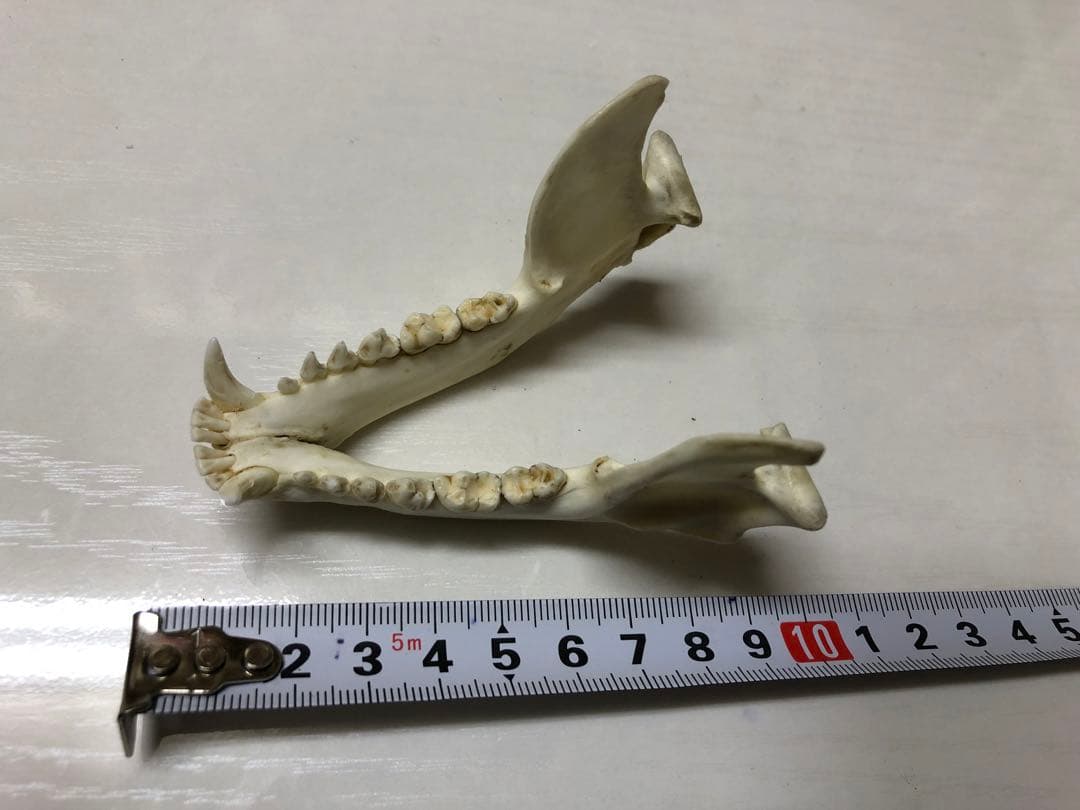 アライグマの頭骨