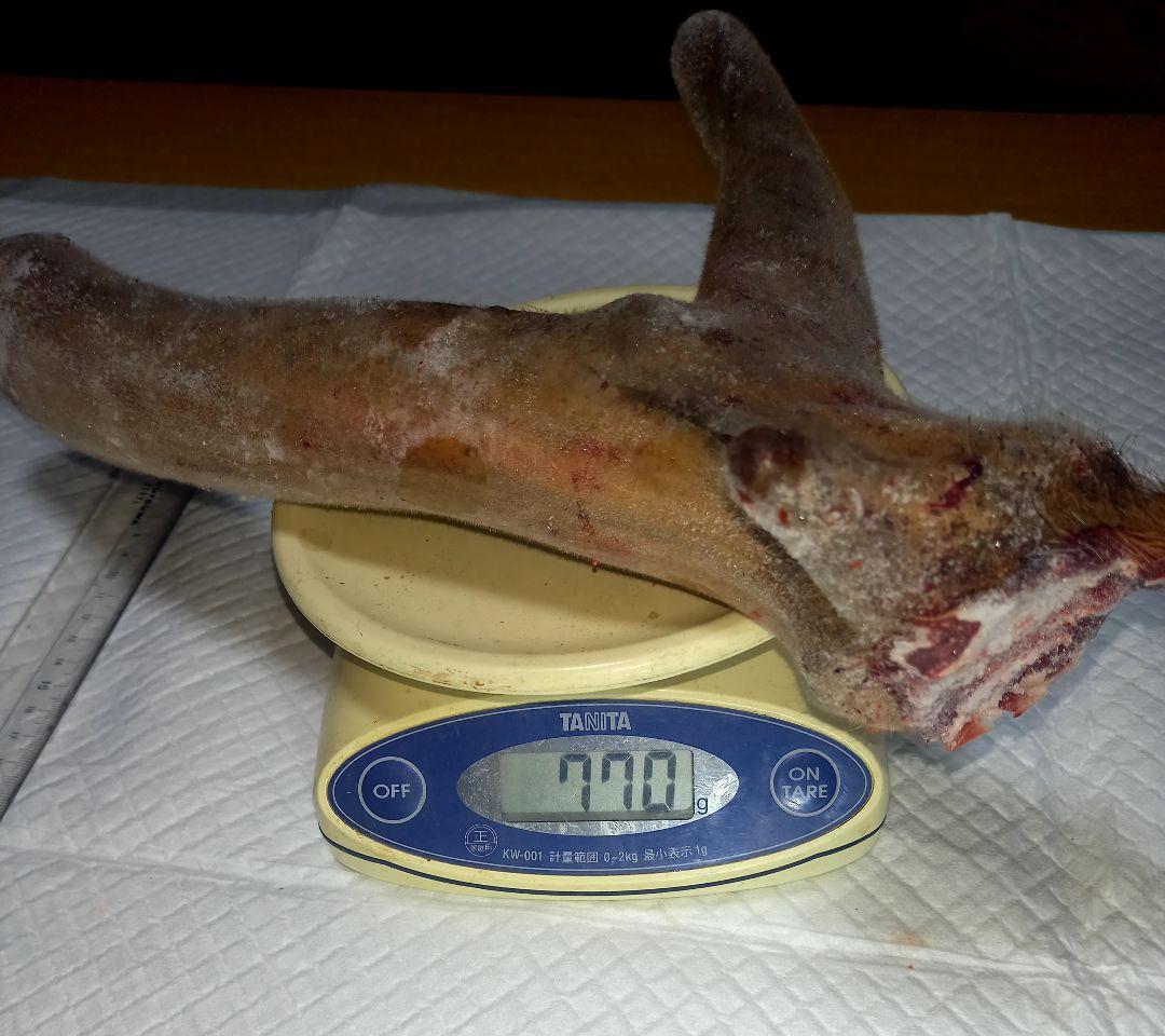 蝦夷鹿袋角　鹿茸