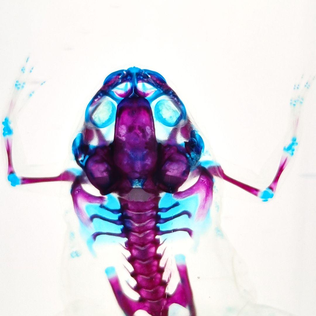 【1点物】極美品☆アフリカツメガエル 透明標本 コレクション品