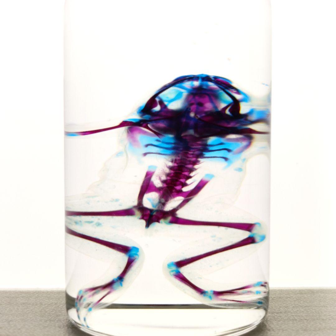 【1点物】極美品☆アフリカツメガエル 透明標本 コレクション品