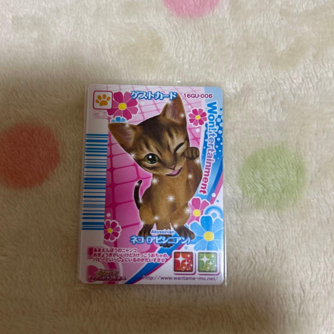 期間限定大幅値下げワンタメカード　ゲストカードネコ裏表カード