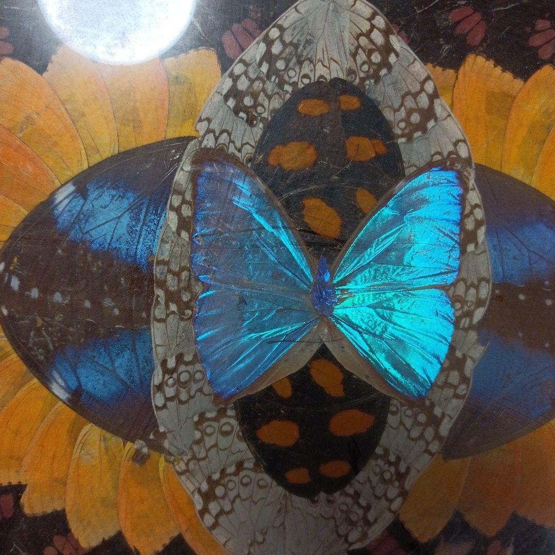 蝶の羽根　羽根絵　額縁付き