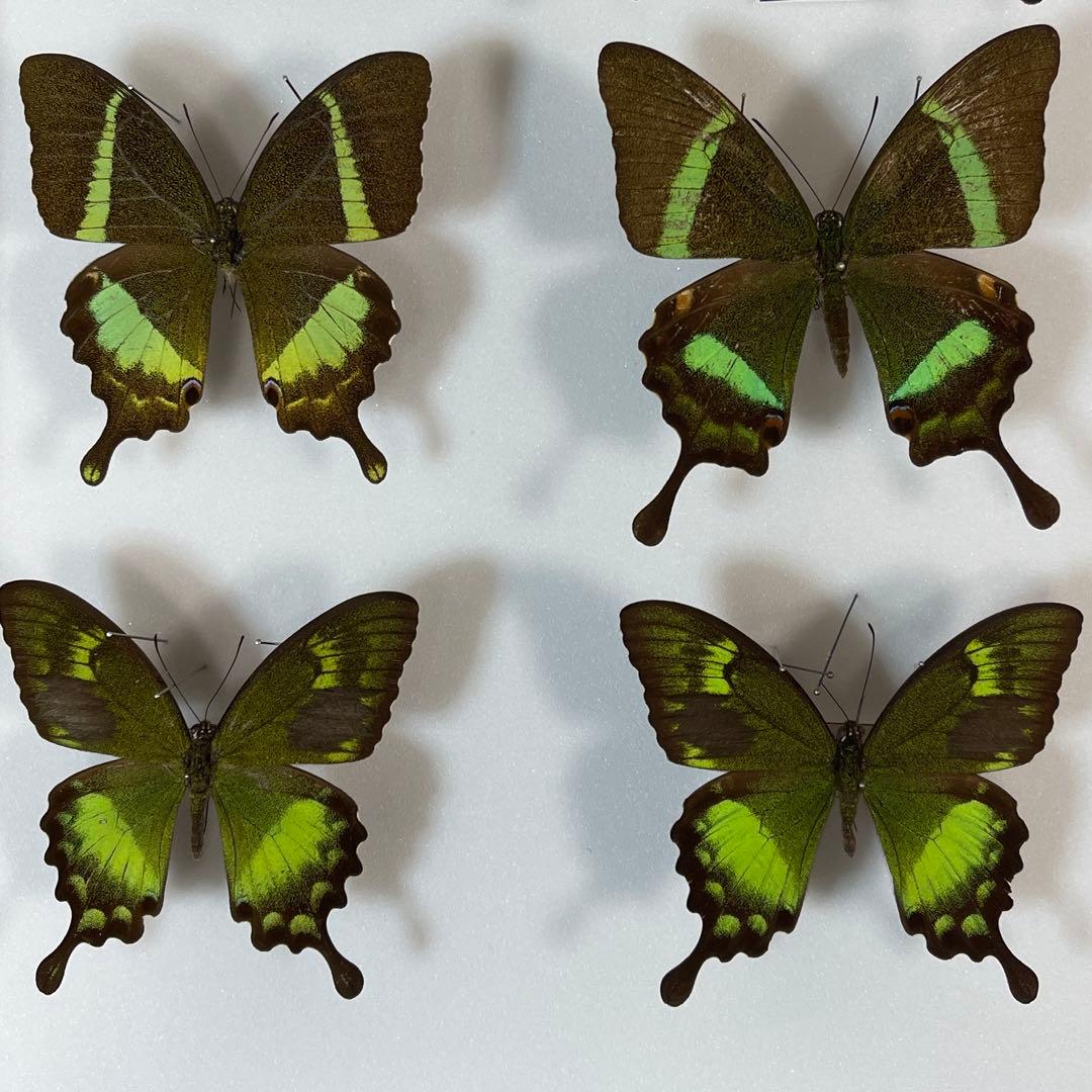 美しいアゲハ蝶標本、ドイツ箱売り